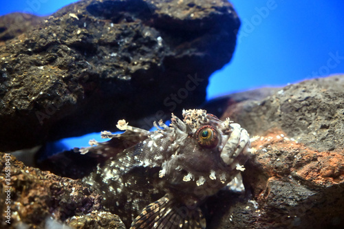 隠れて様子をうかがう怪獣のような顔のフサギンポ Stock Photo Adobe Stock