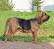 Dog breed bloodhound standing on nature