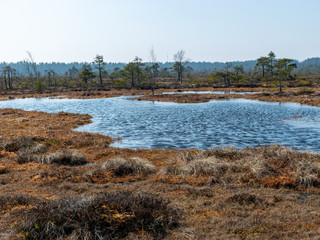 Wall Mural - simple swamp landscape with swamp grass and moss in the foreground, small swamp pond and swamp pines in the background, blurry background