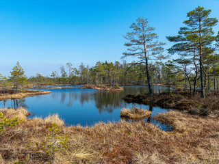 Wall Mural - simple swamp landscape with swamp grass and moss in the foreground, small swamp pond and swamp pines in the background, blurry background