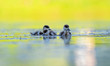 The ducklings ruddy shelduck (Tadorna ferruginea) float on the water.