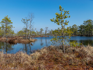 Wall Mural - simple swamp landscape with swamp grass and moss in the foreground, small swamp pond and swamp pines in the background, blurry background