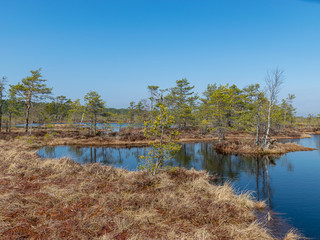 Wall Mural - simple swamp landscape with swamp grass and moss in the foreground, small swamp pond and swamp pines in the background, blurry background