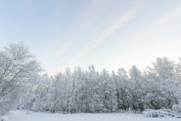 Naklejka na meble The forest has covered with heavy snow and clear blue sky in winter season at Lapland, Finland.