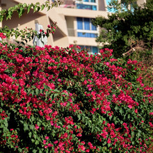 Bougainvillea Flowers Growing In Front Of A House