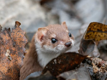 Least Weasel (Mustela Nivalis) Closeup Portrait In Natural Environment. Weasel Or Least Weasel (mustela Nivalis)