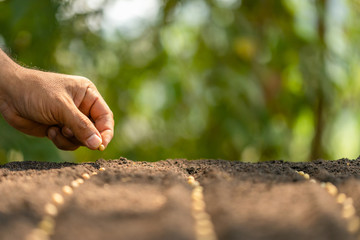 Wall Mural - Hand of farmer planting a brown seeds in soil. Growth and environment concept