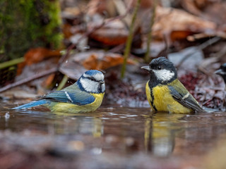 Wall Mural - Eurasian blue tit and Great tit bathe in the water amidst the autumn entourage of fallen leaves.