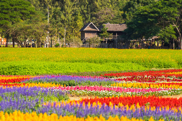 Wall Mural - Beautiful flowers blooming in garden