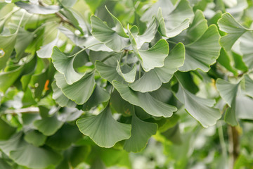 Ginkgo Biloba tree leaf green closeup. Herbal medicine concept. Natural background