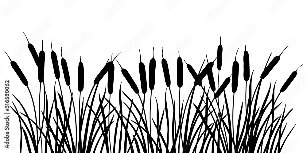 Horizontal bunch of Bulrush or reed or cattail or typha leaves silhouette in black isolated on white background. - obrazy, fototapety, plakaty 