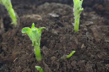 growing potato shoots