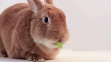 Rufus Rabbit Eating A Green Grape Very Funny And Cute White Background