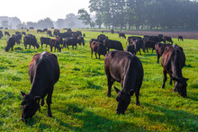 Summer Morning In The Pasture. A Herd Of Black Aberdeen Angus Cows Graze On Green Grass. Sometimes Also Call Simply Angus, Is A Scottish Breed Of Small Beef Cattle.