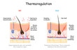 skin in thermoregulation. Body temperature regulation.