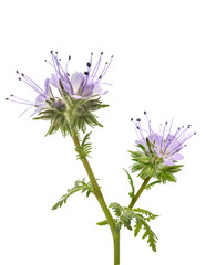 Canvas Print - lacy phacelia