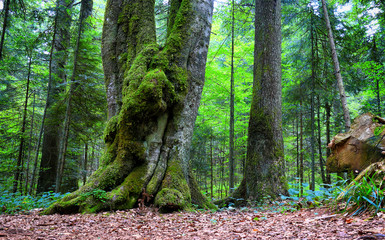 Poster - trees with moss in midnight