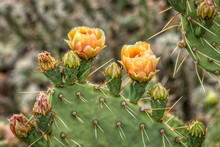 Prickly Pear Cactus Blooms In The Sonoran Desert
