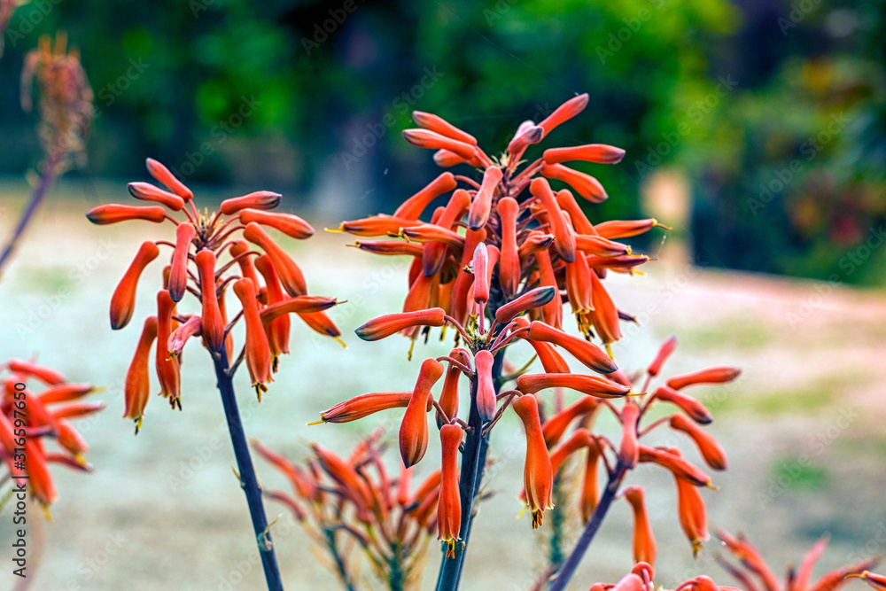 red aloe plant Aloe Vera Plant for Sale main image 1