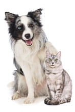 Border Collie Dog Puts His Paw On The Head Of A British Shorthair Cat Isolated On White Background
