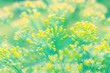 Gentle flowers of dill in nature on light green turquoise yellow background. Fennel Foeniculum vulgare. Beautiful delicate flowers abstract art background with soft focus