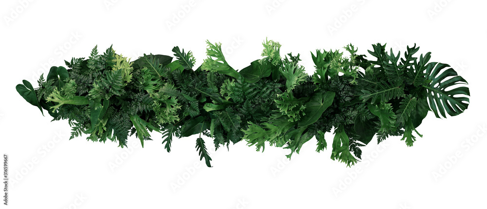 Green leaves of tropical plants bush  (ferns, climbing bird's nest fern, philodendrons, Monstera) floral arrangement indoors garden nature backdrop isolated on white background with clipping path. - obrazy, fototapety, plakaty 