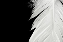Beautiful White Feather Isolated On Black Background
