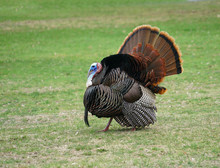 Male Turkey And Female Turkey On The Meadow