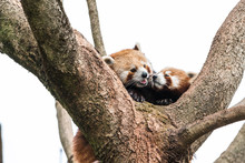 Cute Red Panda Pulling The Tongue Out Curious Couple Sex Mating On Branch Happy