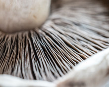 Close Up Of Mushroom