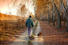 A Man With A Dog Is Walking Along A Country Road Along A Birch Grove
