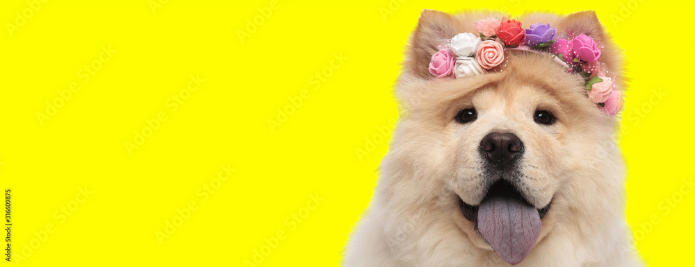 adorable chow chow dog sticking out tongue happy - obrazy, fototapety, plakaty 