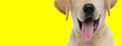 close up on a labrador retriever dog's tongue