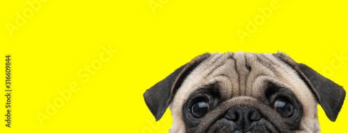 pug dog with gray fur exposing only half of head Wallpaper Mural