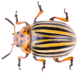 Wall Mural - The Colorado potato beetle Leptinotarsa decemlineata, or Colorado beetle, ten-striped spearman, ten-lined potato beetle or the potato bug. Dorsal view of potato beetle isolated on white background.