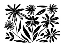 Chamomile Hand Drawn Paint Vector Set. Ink Drawing Flowers And Plants, Monochrome Artistic Botanical Illustration.