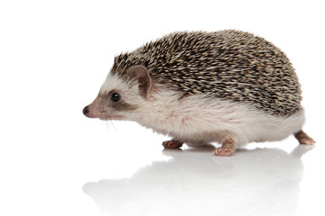 Wall Mural - african hedgehog with black fur walking to a side