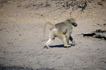 Wall Mural - Baboon in Mana Pools National Park, Zimbabwe