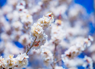 Wall Mural - Apricot plum tree Blossom in spring time, beautiful white flowers, soft focus. Macro image with copy space. Natural seasonal spring background.