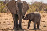 Fototapeta Nowy Jork - Loving Elephant mother and calf cuddling. A young elephant right next to an adult one. Elephant with baby. Tender moment between animals. mothers and little child. Parents love to son and daughter.