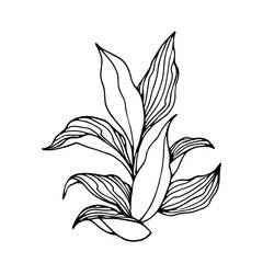 Wall Mural - tobacco bush with leaves, agricultural plant, vector illustration with black contour lines isolated on a white background in the style of doodle and hand drawn