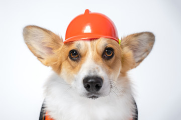 Wall Mural - serious portrait red and white corgi, wearing bright orange safety construction helmet  on white background.Guest worker. Copy space