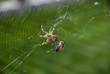 a spider in its net and prey
