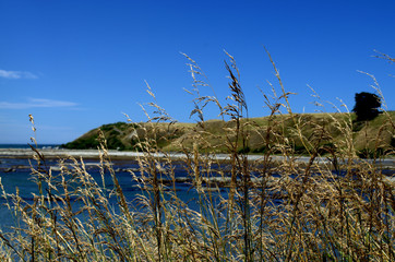 Love grass next to the sea. Eragrostis curvula