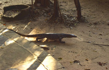  Monitor Lizard On A Stone Walkway In The Phra Nang Beach Area.  Varan On The Railay Peninsula