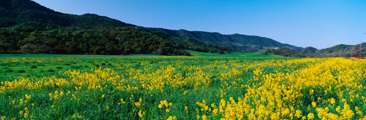 Wall Mural - This is a spring field of mustard plants. the flowers are yellow set amongst a green field and the green Topa Topa Mountains in the background.