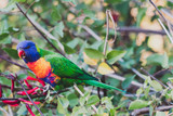 Fototapeta Tęcza - colorful Australian native Rainbow Lorikeet parrots munching on a tree
