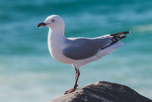 Seagull On A Rock At The Beach Next To The Indian Ocean