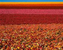 These Are Fields Of Ranunculus Flowers At The Carlsbad Ranch In Spring. The Flowers Range In Color From White, Yellow, Orange To Pink And Red.