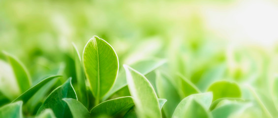 Wall Mural - selective focus green leaf on blur and sunshine background